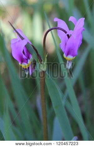 Butterwort