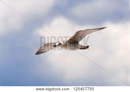 Seagull On A Background Of Clouds.