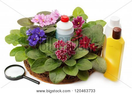 African Violet Saintpaulia Chemical Fertilizers, Pesticides And Insecticide