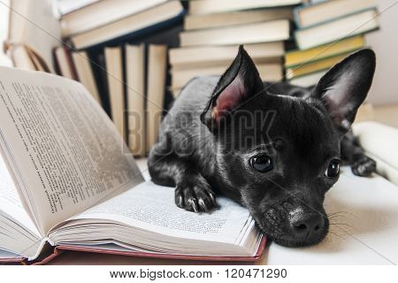 Black dog reading book in library