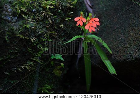 Tropical wild orchid flower Habenaria Hodocheila growing between rocks in wet area in Thailand