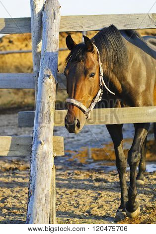black horse in halter looks from behind a fence of the paddok