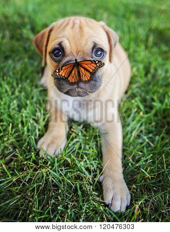 a cute chihuahua pug mix puppy (chug) looking at the camera with with grass in his mouth and a butterfly on his nose in a backyard during summer (SHALLOW DOF - on mouth)