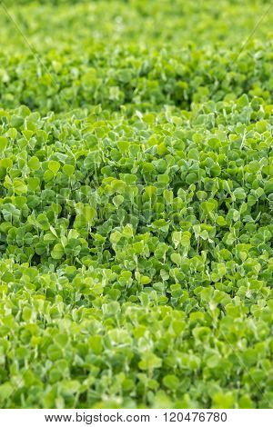 Fresh green Crimson clover (Trifolium incarnatum) field