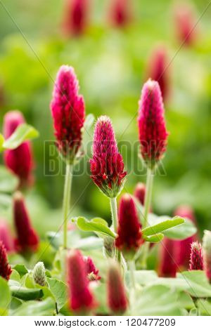 Beautiful Crimson clover flower field close up