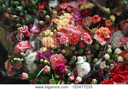 Carnation Flower