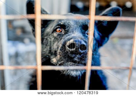 Barking dog behind the fence