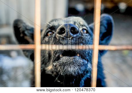 Barking dog behind the fence