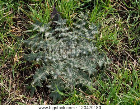 The acanthoides Carduus L. - roadside thistle