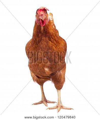 Full Body Of Brown Chicken Hen Standing Isolated White Background Use For Farm Animals And Livestock