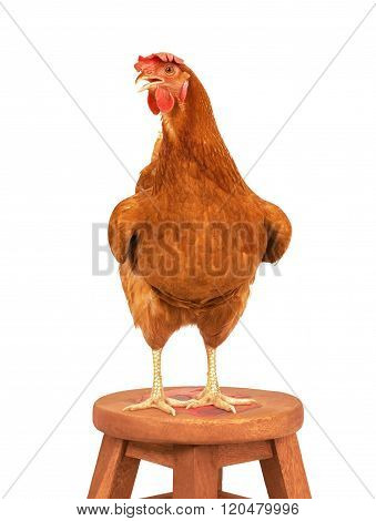 Full Body Of Brown Chicken Hen Standing Isolated White Background Use For Farm Animals And Livestock