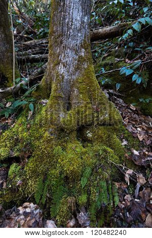 Mossy Roots Of Tree