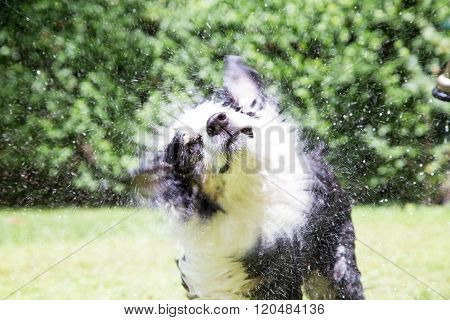 Dog makes a twisted funny face as he shakes outside in summer after his bath with the hose