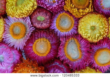 Everlasting Flower Or Strawflower