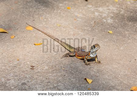 Butterfly Agama Lizard