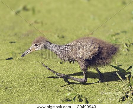 Limpkin Chick Walking in Florida Wetlands