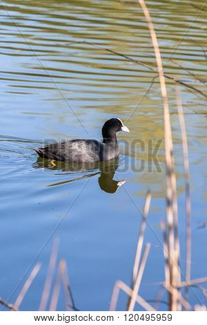 Eurasian Coot Swimming