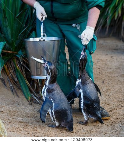 Penguins Feeding In Zoo