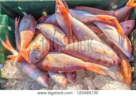 Fresh red snapper on ice hold