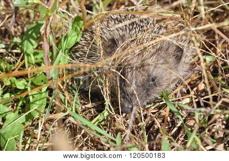 Hedgehog Mammal