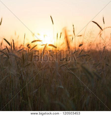 field of crops