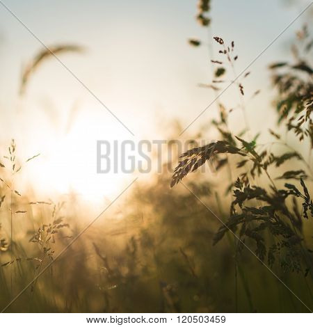 field of crops
