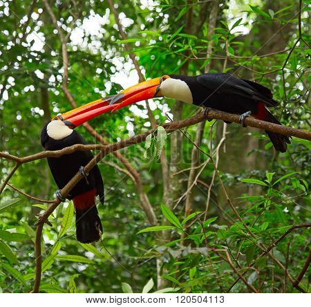 Colorful tucans in the wild