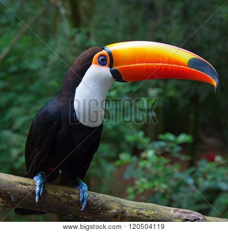 Colorful tucan in the aviary