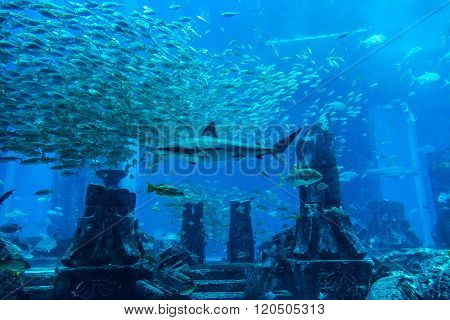 Large Aquarium In Dubai United Arab Emirates