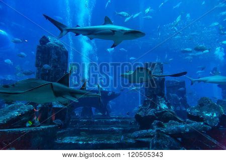 Large Aquarium In Dubai United Arab Emirates