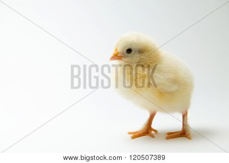 Little Chick In Front Of Bright Background