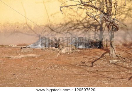 Kangaroo Mammal Animal