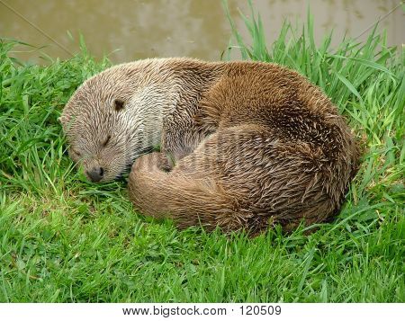 カワウソ