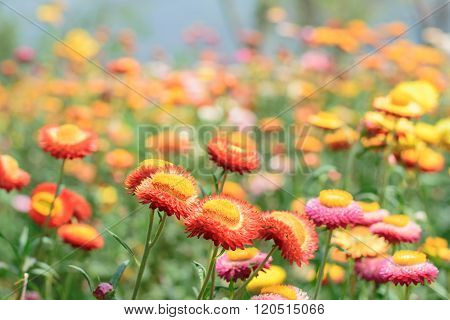 Helichrysum Or Straw Flower