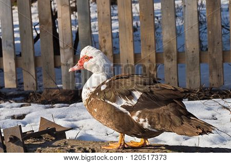 duck mute