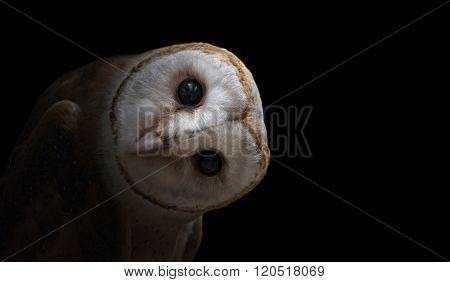 Common Barn Owl ( Tyto Albahead ) Close Up