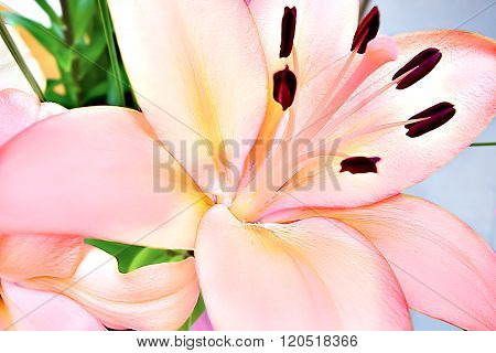 Lily Flower Close Up With  Long Filaments
