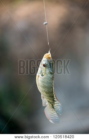 Nile Tilapia Fish Hanging On Hook