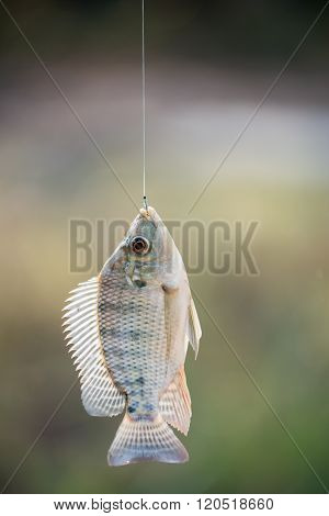 Nile Tilapia Fish Hanging On Hook