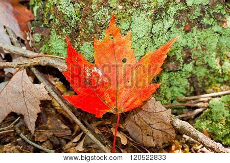 Fall leaf sitting lonely
