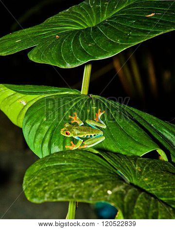 Red-eyed leaf frog