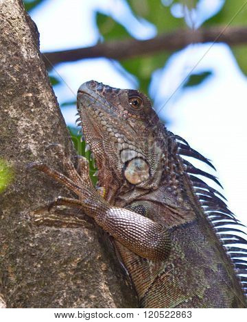 Iguana