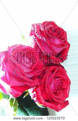 Red Roses On White Background