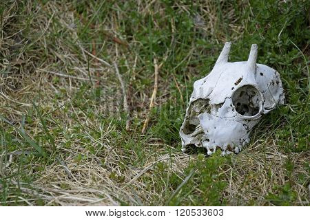 Deer skull