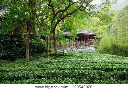 Tea Fields in Hangzhou