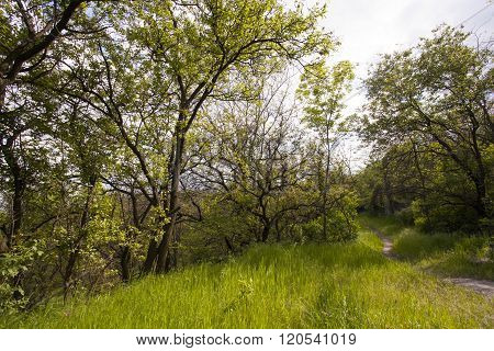 Summer landscape