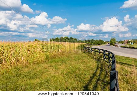 Countryside and city road. Yellow corn field behind black fence near city shopping plaza road. Country landscape.