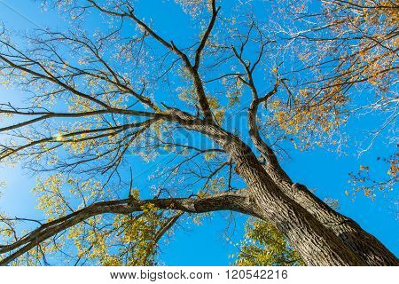 Looking up at big autumn tree and blue sky. Sunny day Lens flare.