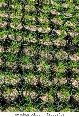 Pine Tree Seedlings