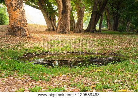 Little Pond